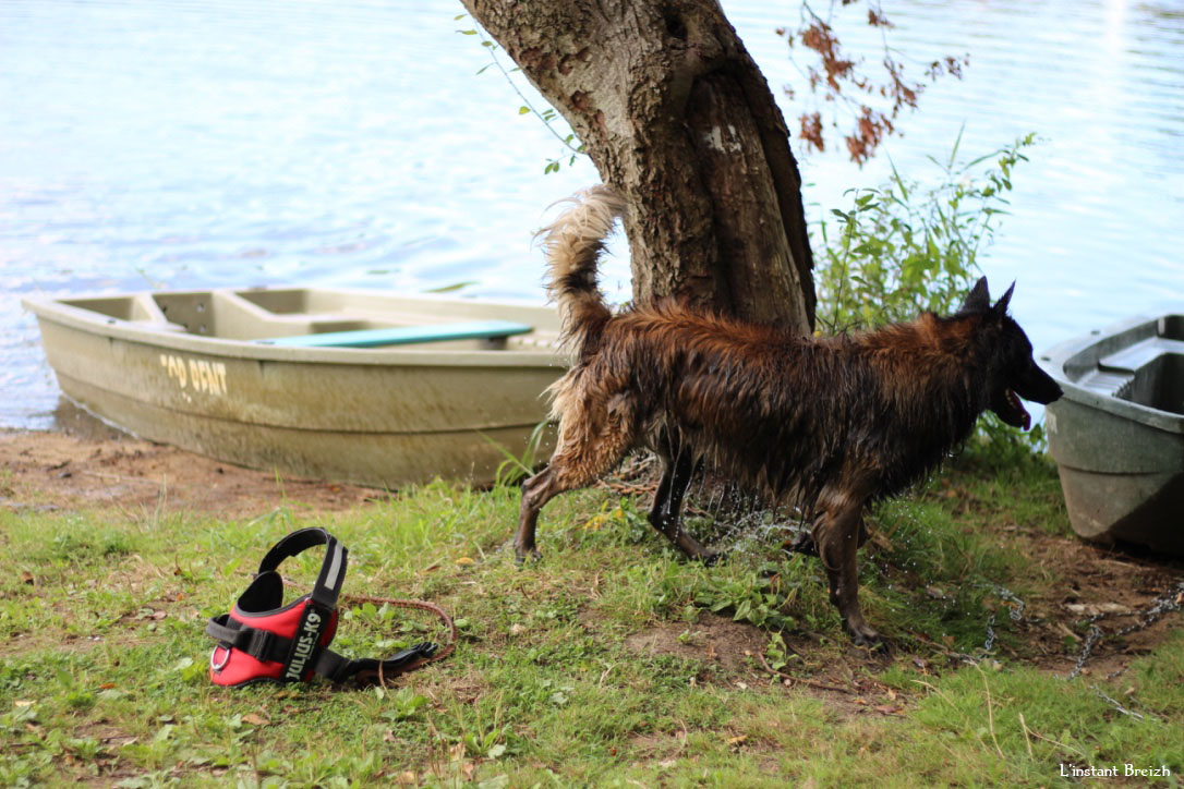 Le chien mouillé a piqué une tête dans le lac