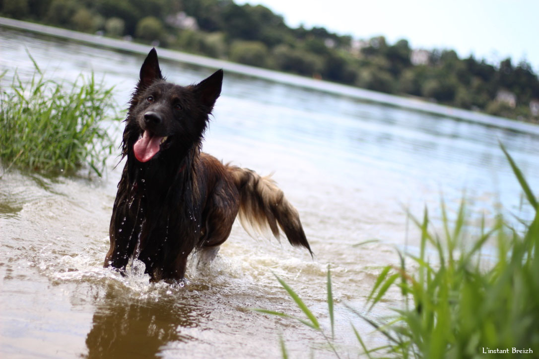 Le chien attend qu'on lui lance le bâton dans l'eau