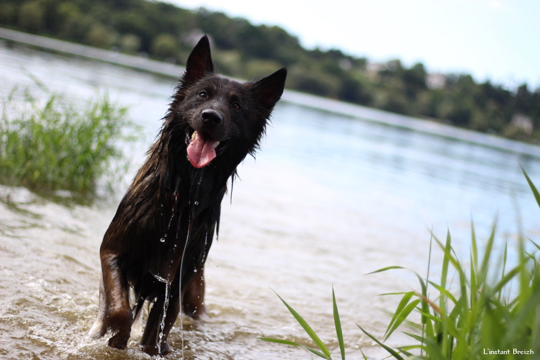 Le chien sort de l'eau