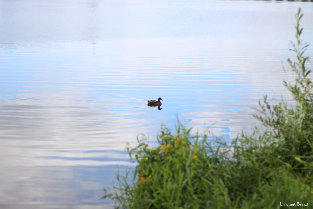 Canard sur le lac