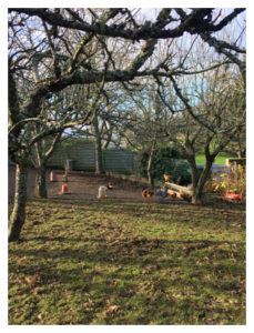 Des poules dans le jardin de la maison louée à Plogoff